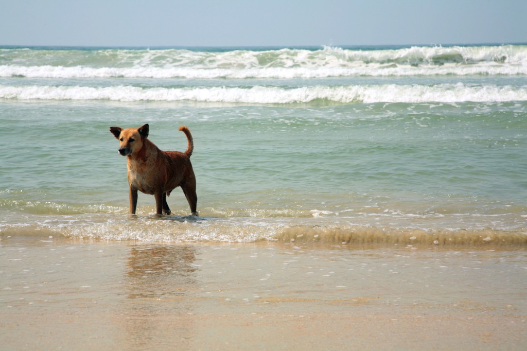 These Dog-Friendly Beaches Welcome Your Furry Friends | BeachGuide.com