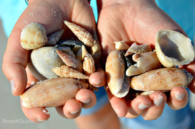 Seashells Gathered from a beach in Destin, Florida