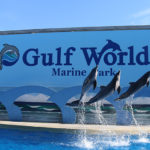 Gulf World Shows Thrill and Delight All Ages