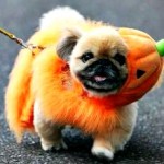 Pumpkinpalooza Serves Up Spooktacular Fun