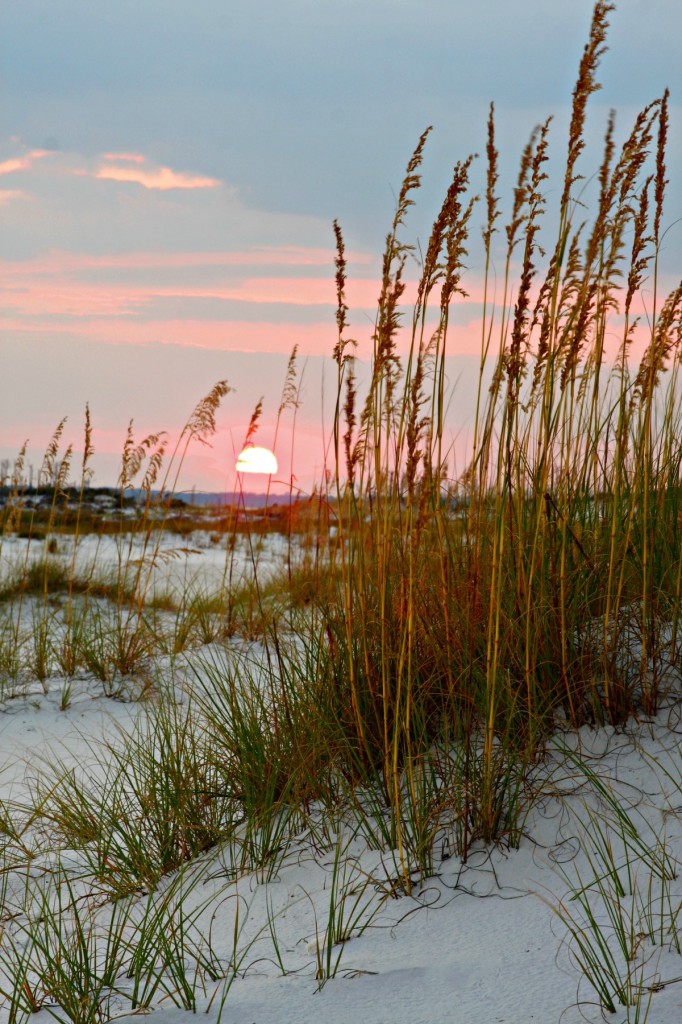 Beach Plants and Sand Dunes Were Made for Each Other