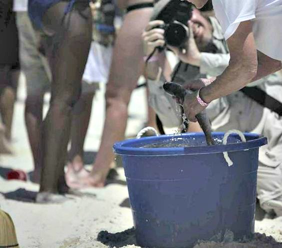 Flora-Bama Mullet Toss worker talking mullet out of a blue bucket
