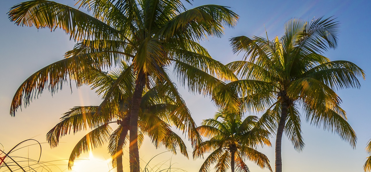 Tropical Florida Palm Trees At Sunrise