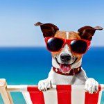 Unleash the Fun! Dog-Friendly Beaches and Vacation Rentals Await You and Your Pup!
