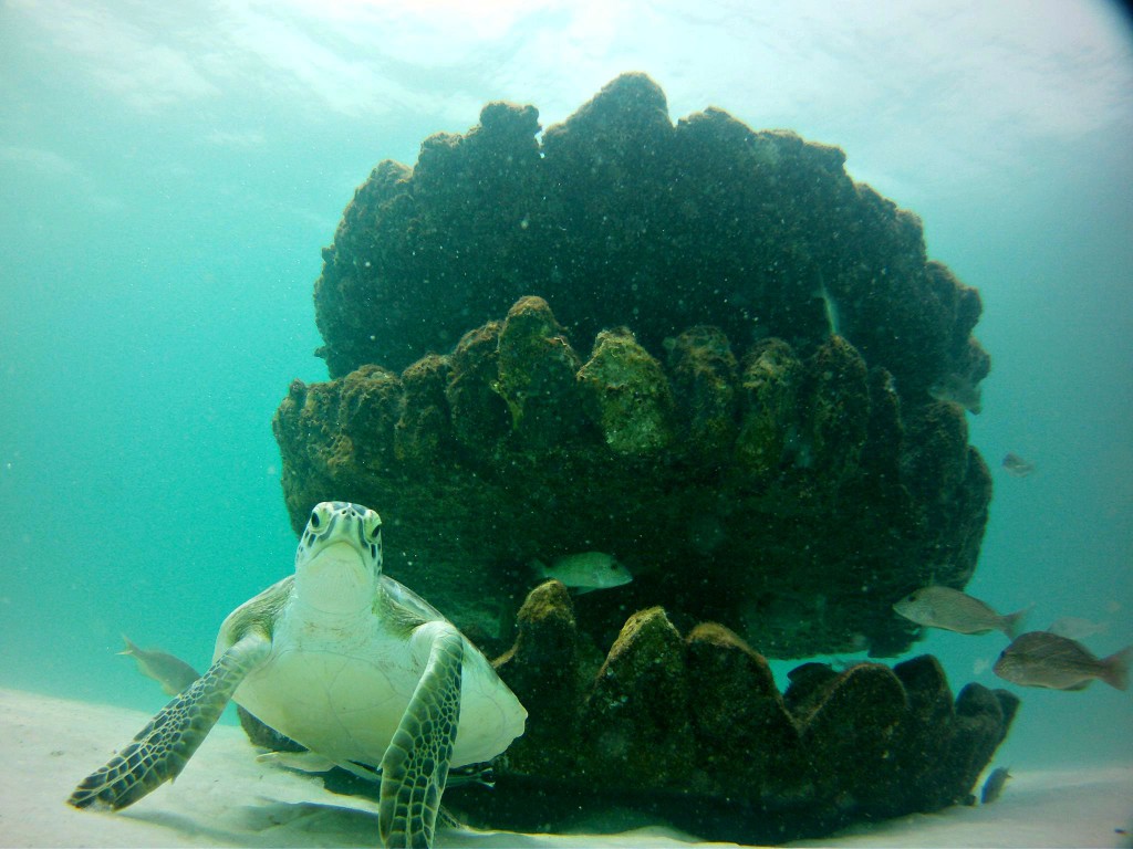 Discover Underwater Wonders at Navarre Beach Diving Reefs