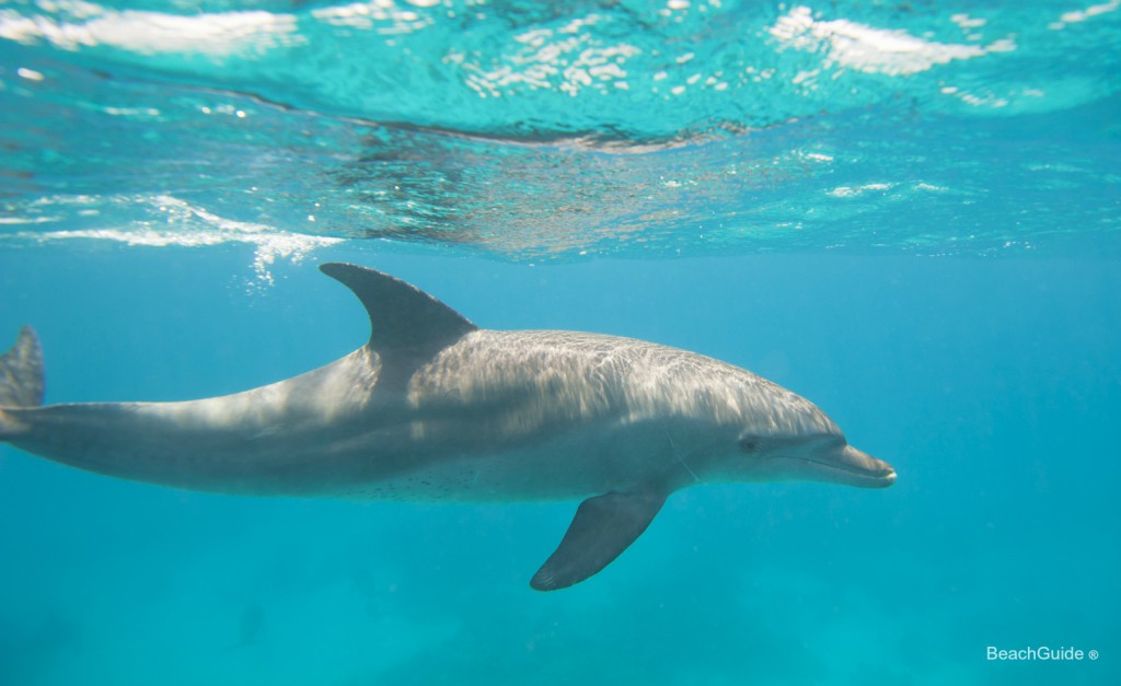 Thrilling Yet Relaxing, a Destin Dolphin Cruise Delivers on Family Fun ...