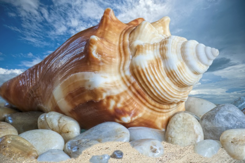 Shell Hunt Budget-friendly Beach Games and Activities | BeachGuide.com