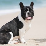 Plan-Ahead Tips for Taking Your Dog to the Beach