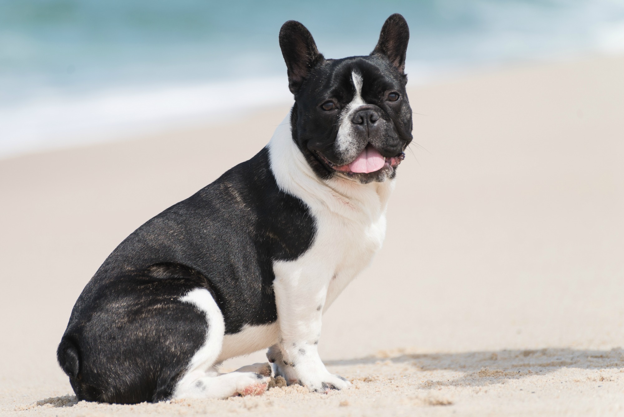 Black-and-white French bulldog sitting on a white-sand beach