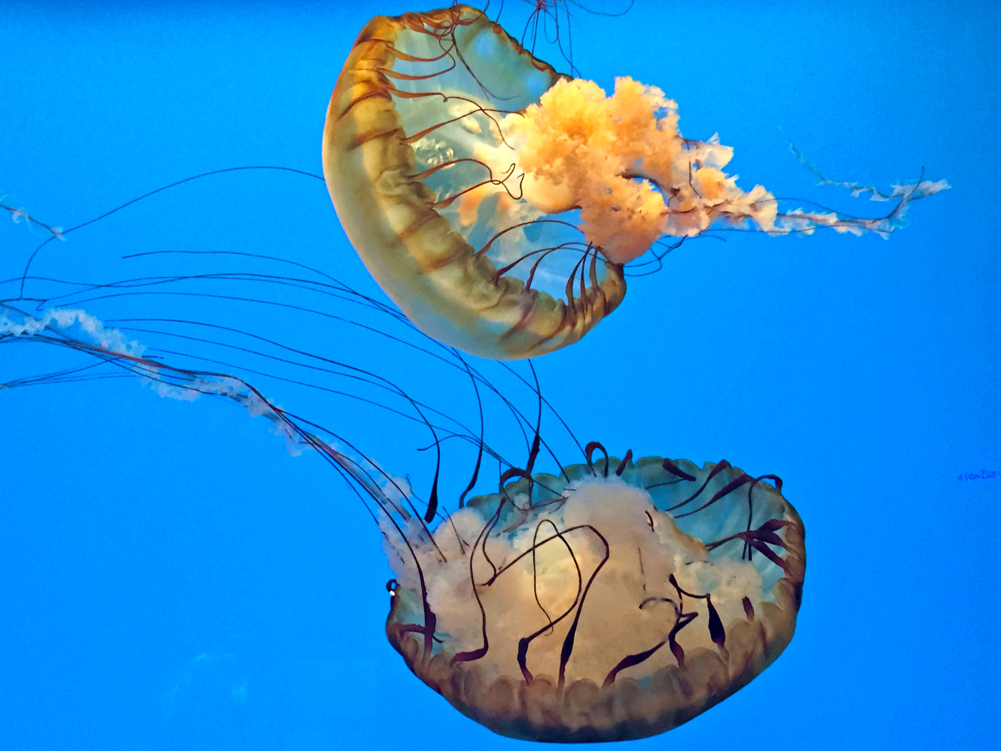 What Colour Jellyfish Are Poisonous