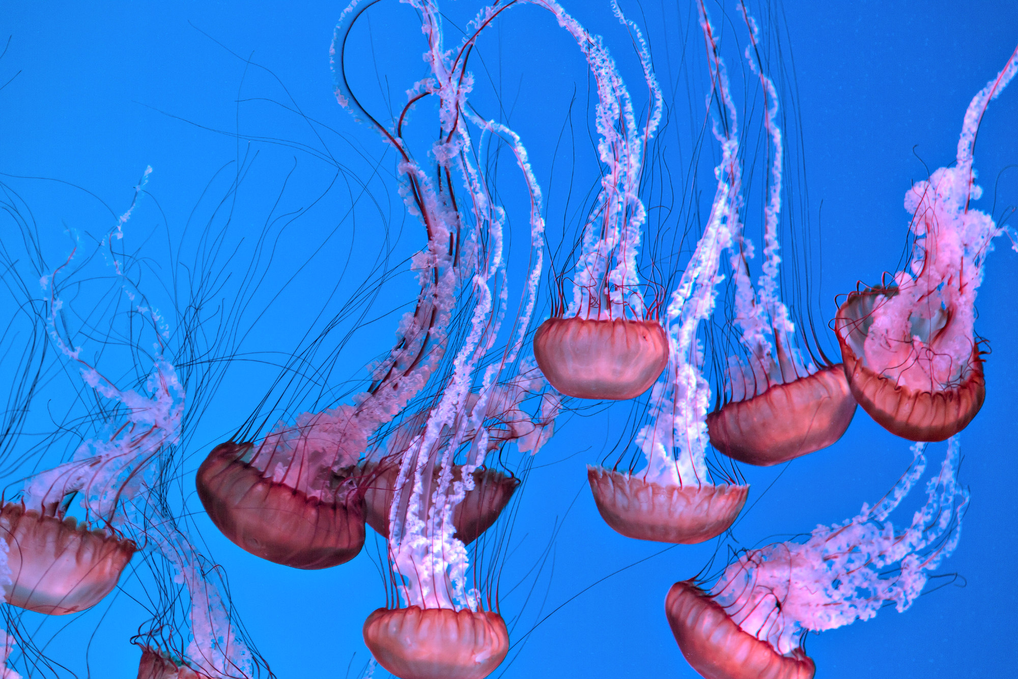 Jellyfish Facts Safety Tips, Sting First Aid, and Fun Things To Know