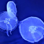 Jellyfish Facts: Safety Tips, Sting First Aid, and Fun Things To Know