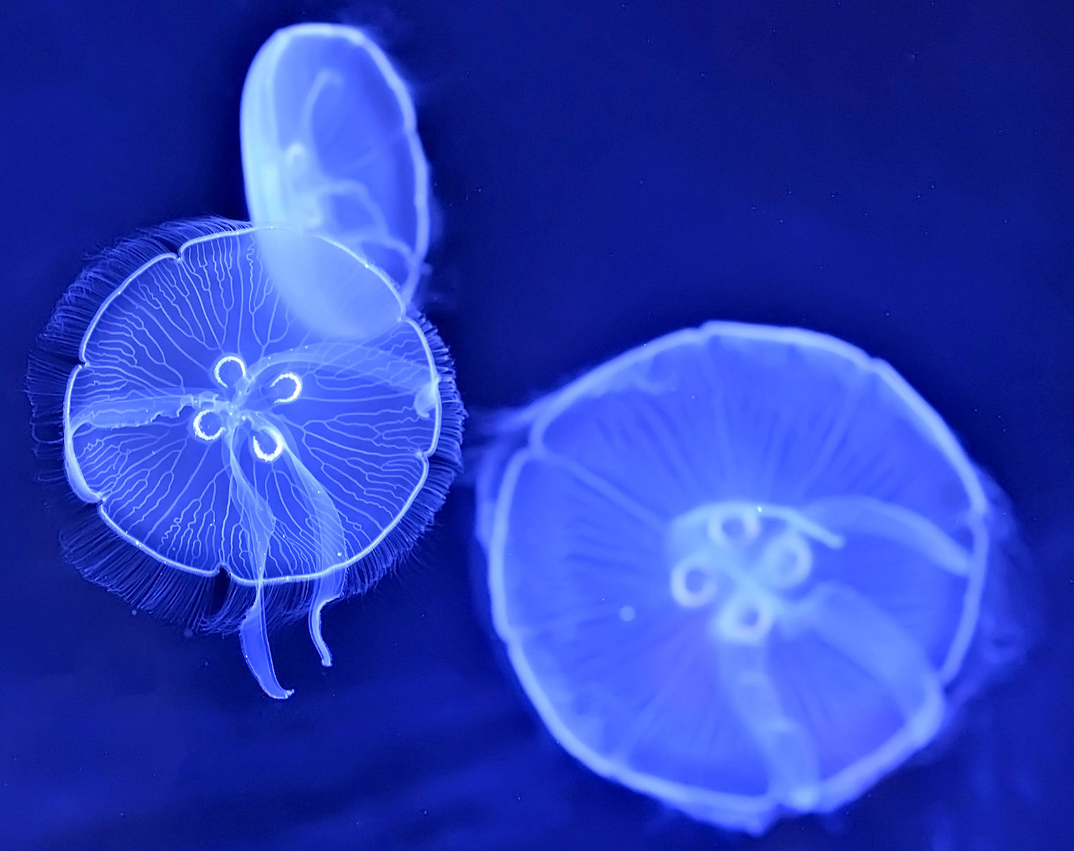 A trio og blue-tinted moon jellyfish