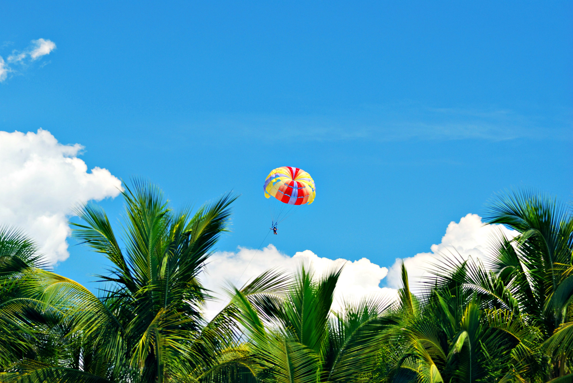 Parasailing through a bright-blue sky over a grove of leafy palm trees