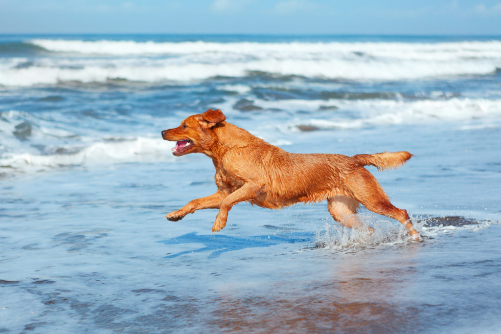 dog playing in the waves at the beach