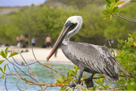 Bird watching is popular on the Gulf Coast, which offers miles of trails and state parks.