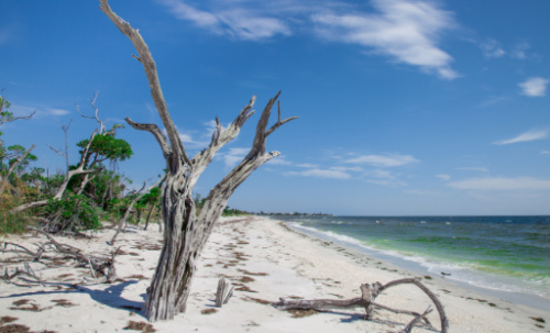 Accessible only by boat, Cayo Costa Island is home to some of the best secluded beaches on the Gulf Coast.