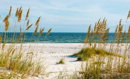 Beach Plants and Sand Dunes Were Made for Each Other