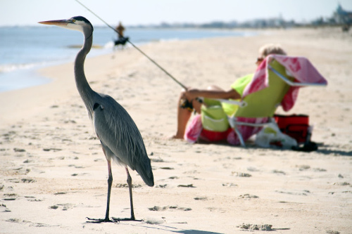 One of the best secluded beaches in Florida, St George Island is a fisherman's haven.