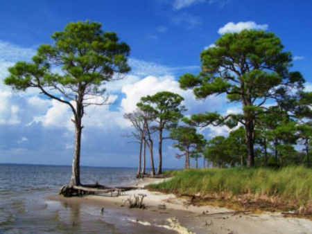 Bay side of St. George Island State Park.