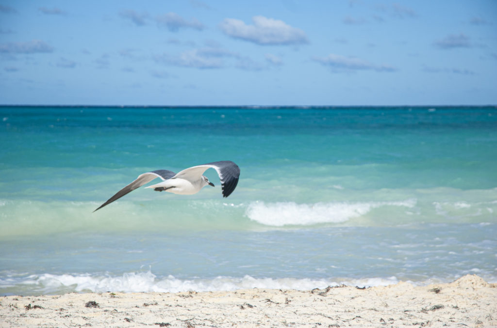 Seagull on coast