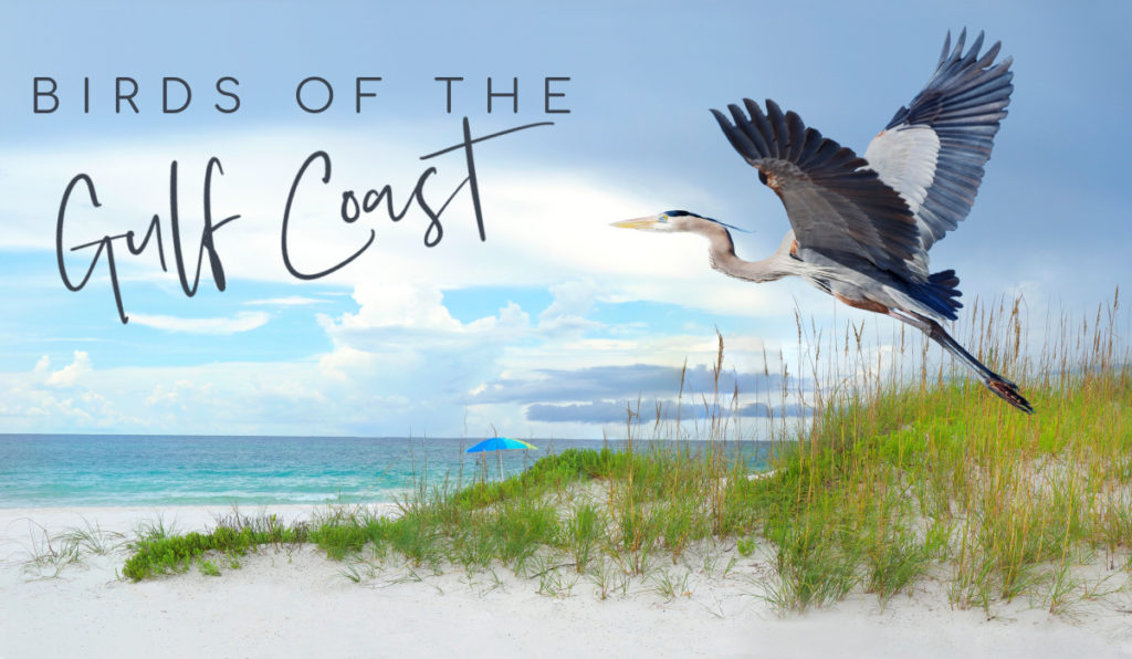 Heron flying over the beach