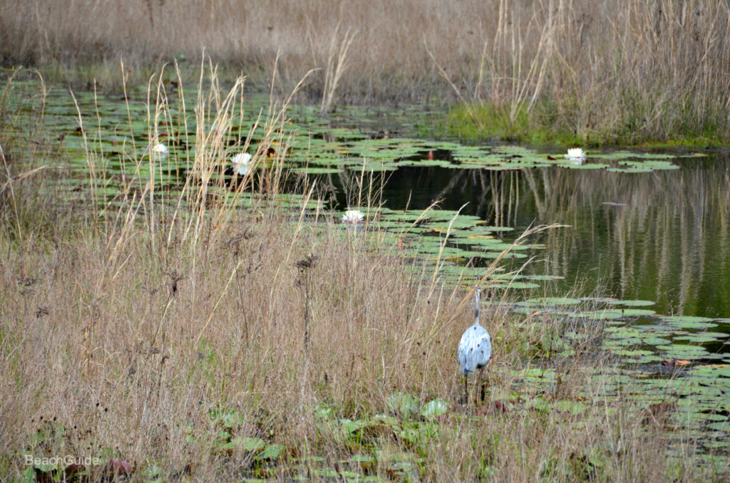 Bird on Coastal Dune Lake