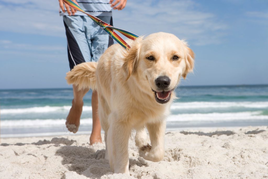 Dog on a leash and owner enjoying a dog-friendly beach.