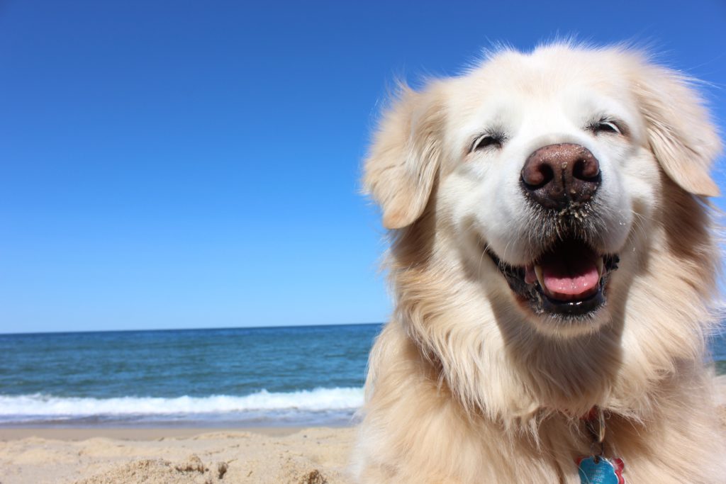 Smiling dog enjoying a day at the beach.