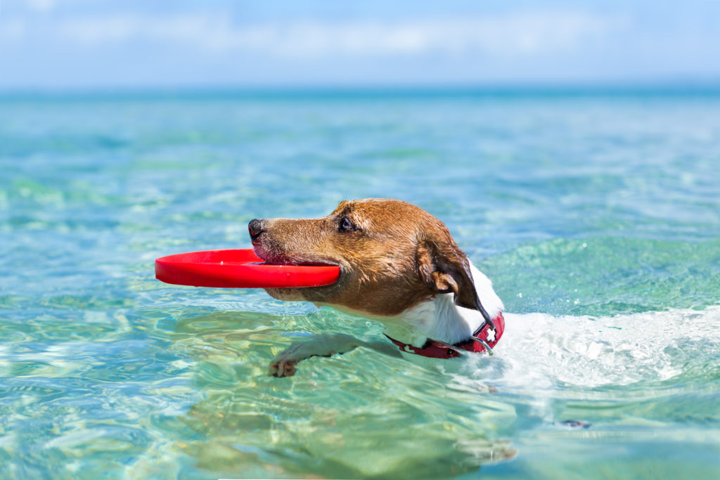 Swimming dog carrying a frisbee in his mouth.