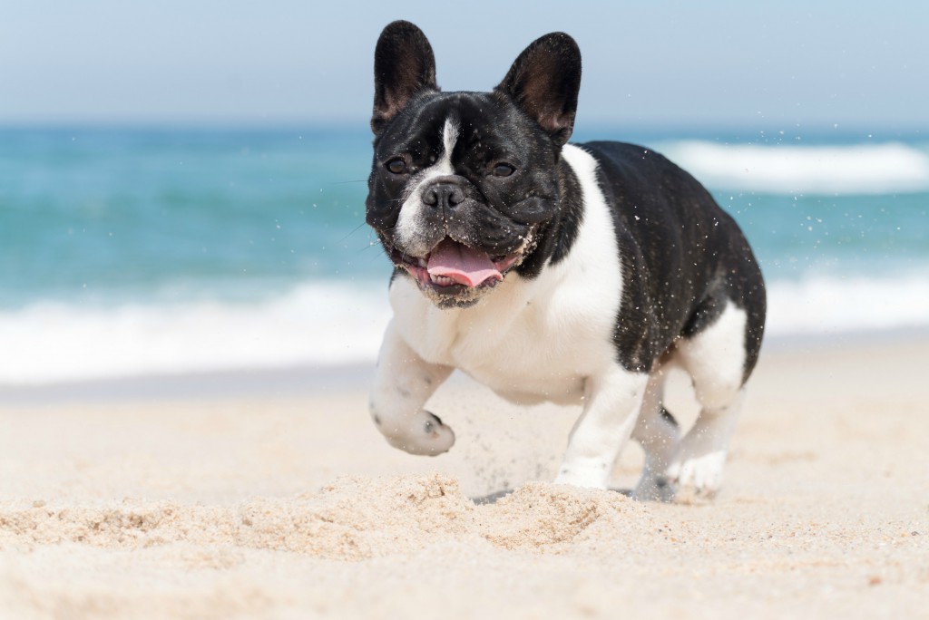 French bulldog running on the beach living his best life.