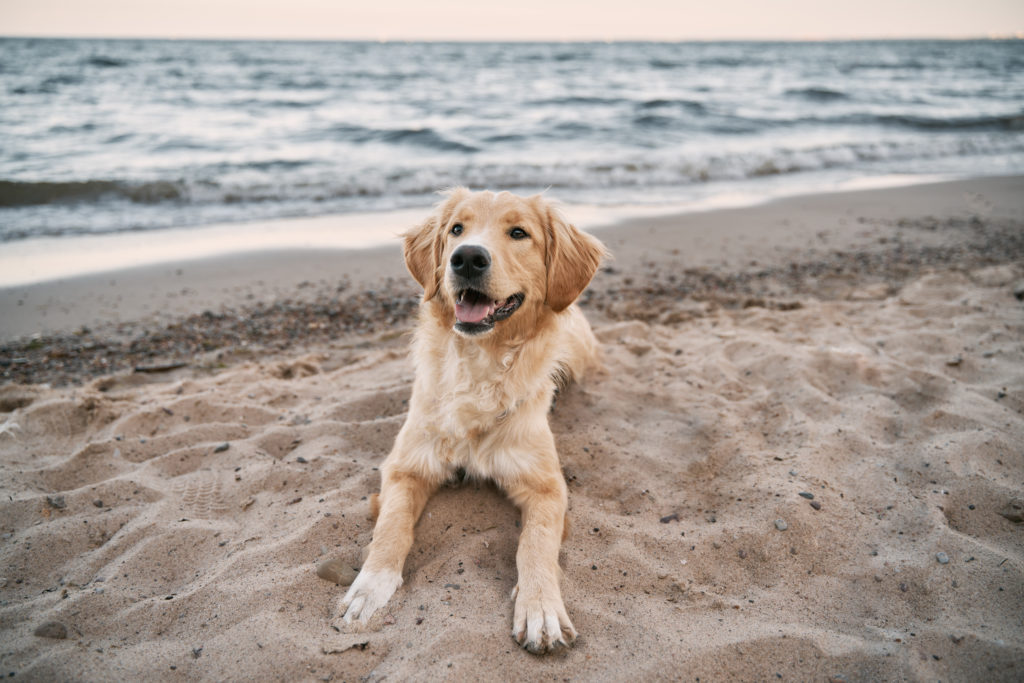 Golden-Retriever-on-beach-1-1024x683