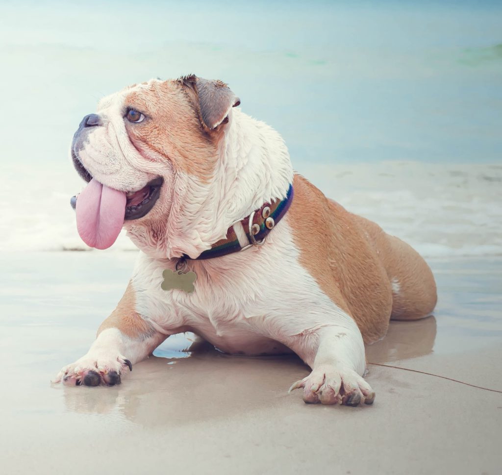 A wet French bulldog laying on a dog-friendly beach.