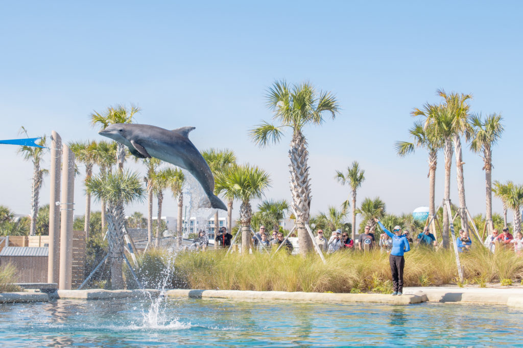 Dolphin jumping during a show at The Gulfarium's new Dolphin Oasis. 