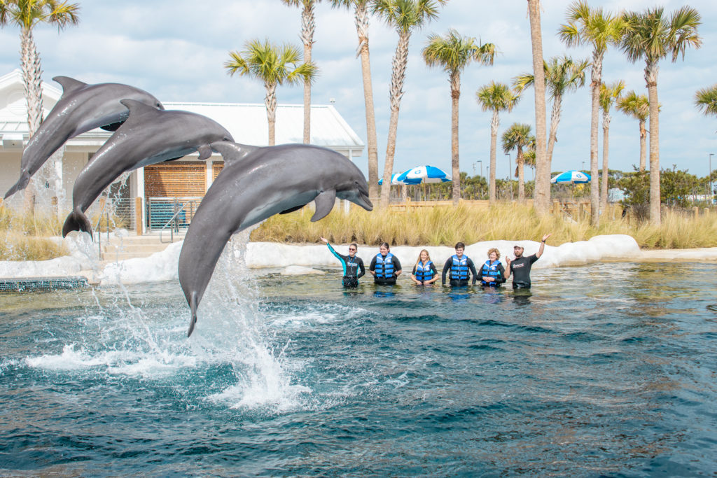 Trainers and dolphin-experience customers at The Gulfarium Fort Walton Beach watch dolphins do tricks.