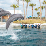 Find Adventure Worth Flipping Over At Gulfarium Marine Adventure Park