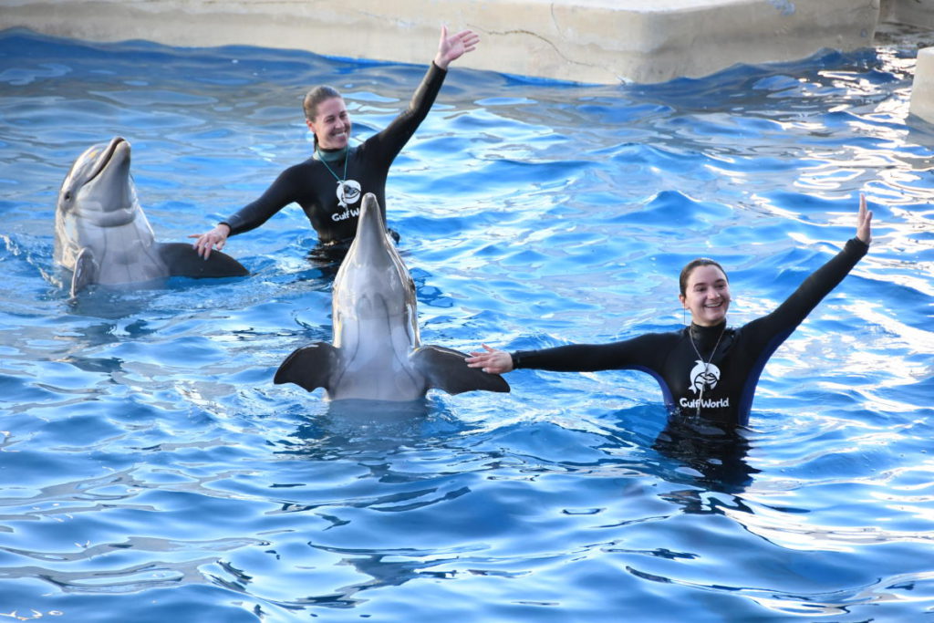 Dolphin's And Trainers Waving Goodbye To Those Departing Gulf World